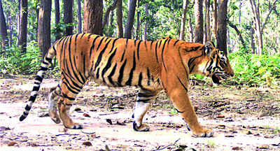 With Spotting Of Over 20 Tigers Amangarh To Open Next Yr Dm