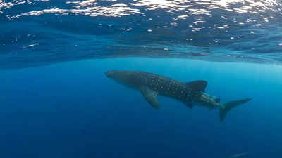 Save the whale shark campaign starts on August 30