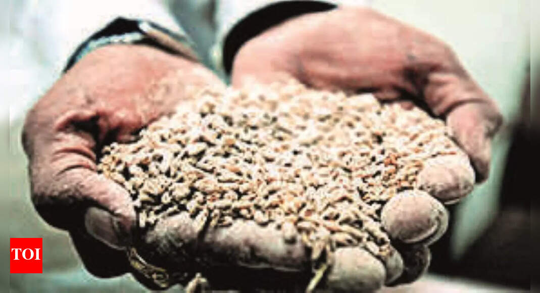 Vijayawada Traders Ban On Wheat Flour Export Vijayawada News