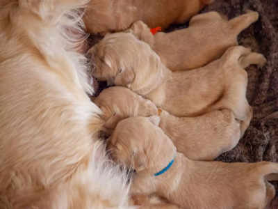 Pregnant dog sleeping a clearance lot