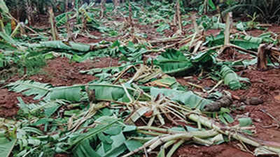 Elephant Herd Damages Banana Trees Worth ₹2.5l | Erode News - Times of India