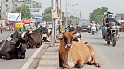Udderly difficult: Cities crack whip on cattle menace, but hurdles remain