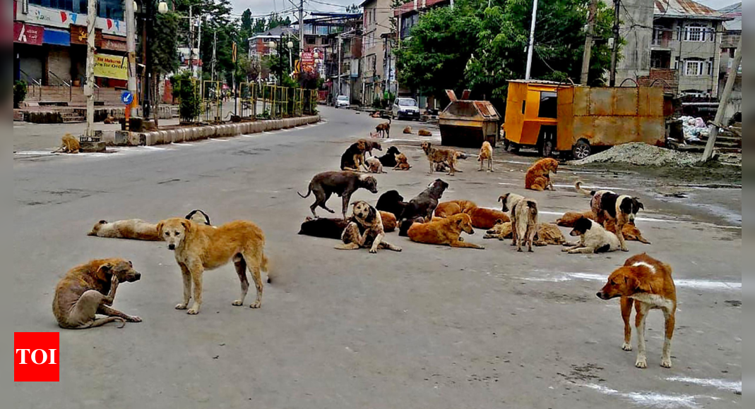 Centre proposes new rules to control population of street dogs India