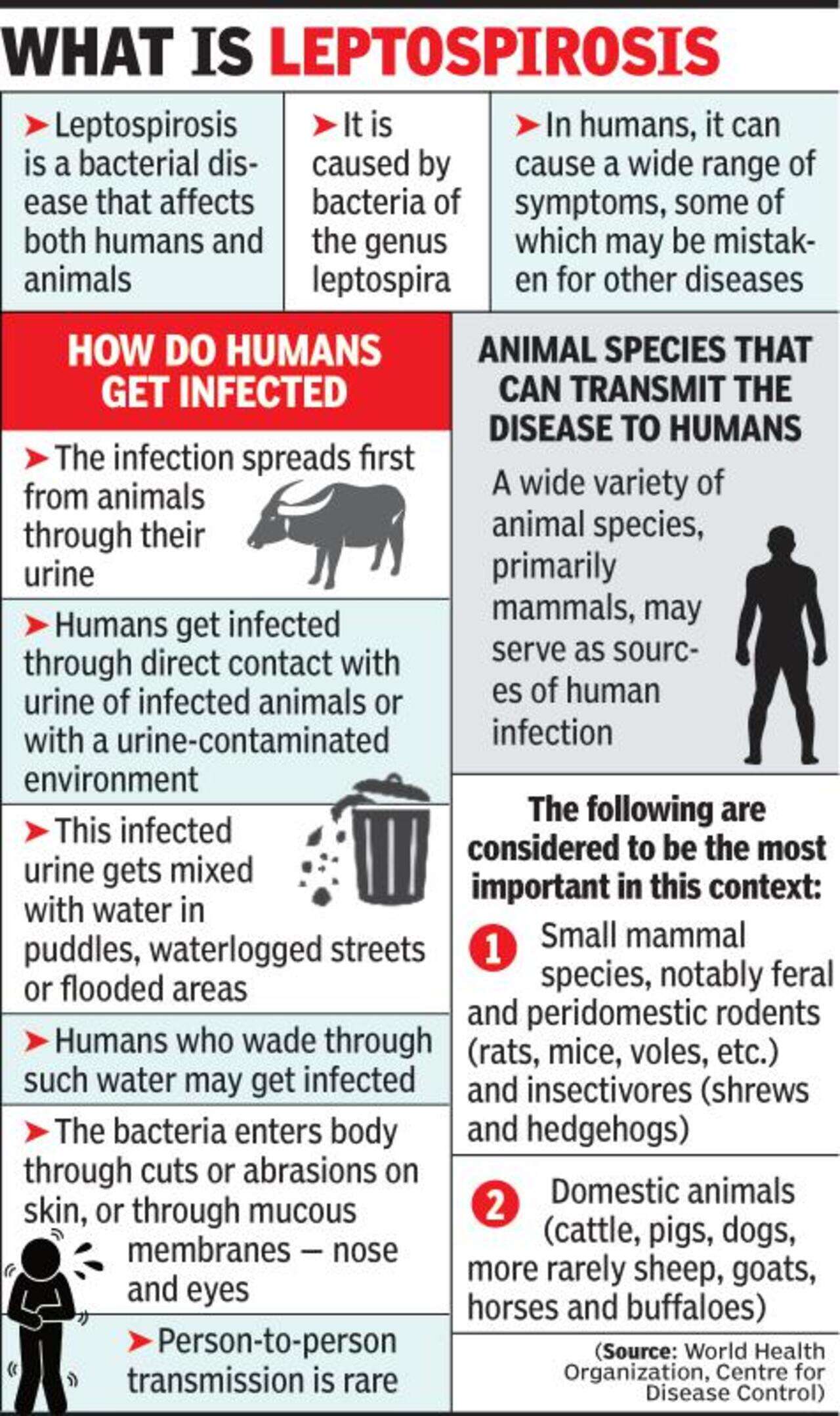 Zoonotic disease leptospirosis detected in dead Wardha buffaloes | Nagpur  News - Times of India