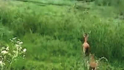 Forest dept seeks animal-friendly slopes along Madhya Ganga canal in west UP