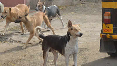 Bhopal: Crores spent in 10 years, stray dogs continue to grow & growl