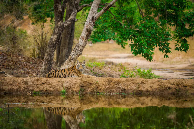Jabalpur Airport To Bandhavgarh National Park timesofindia.indiatimes.com
