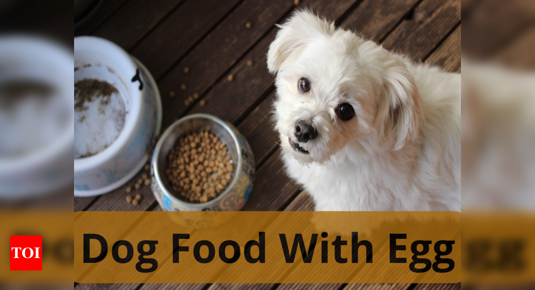 Eggs instead 2024 of dog food