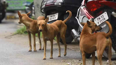 Draft rules allow euthanasia for ill, wounded street dogs