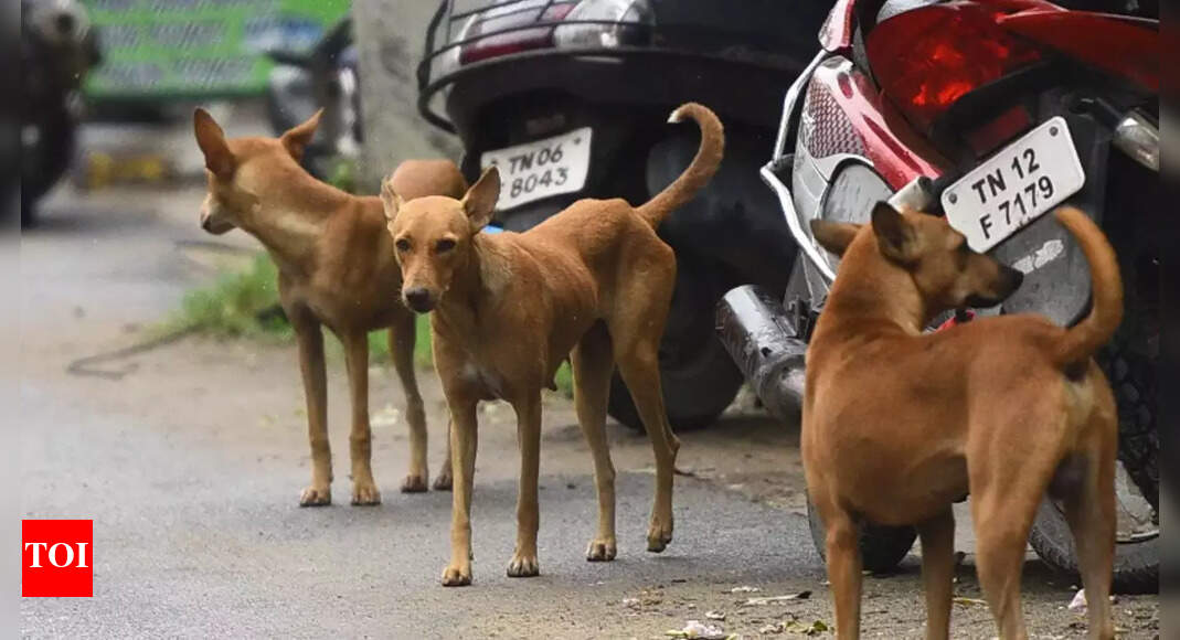 Draft rules allow euthanasia for ill, wounded street dogs India News
