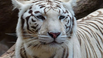 Chhattisgarh: White tiger 'Kishan' dies of cancer at Maitri Baag zoo in Bhilai