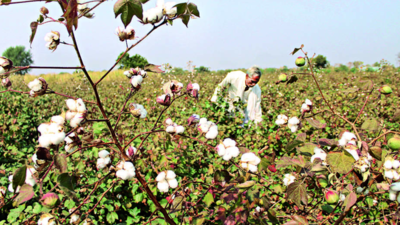 Farmers worried due to poor cotton growth