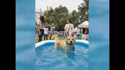 People for Animals & Friendicoes organise a pool party for indie dogs