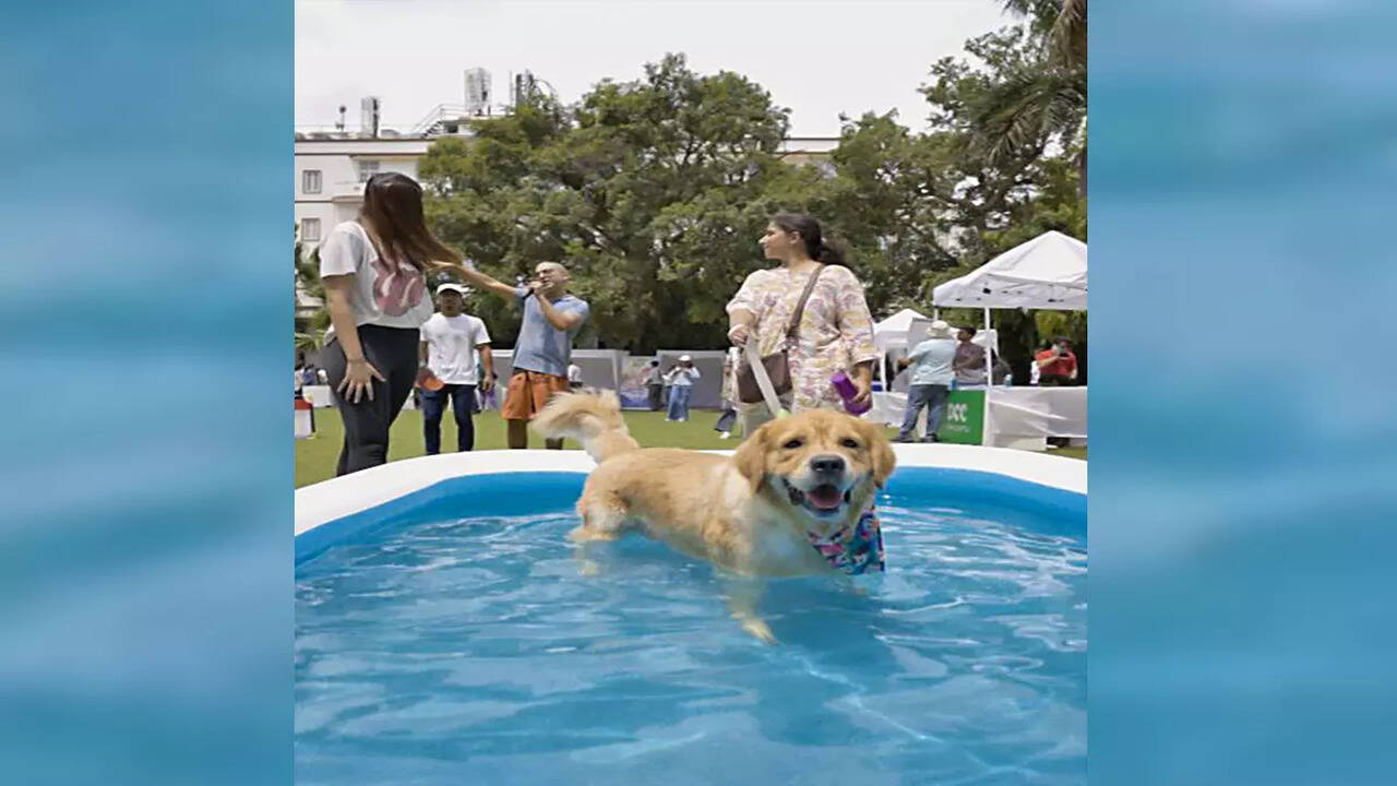 People for Animals & Friendicoes organise a pool party for indie dogs | Events Movie News - Times of India People for Animals & Friendicoes organise a pool party for indie dogs | Events Movie News - Times of India