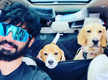 
Mahat enjoys a long drive with his pets
