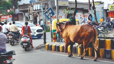 Rajkot: District admin takes menace by the horns
