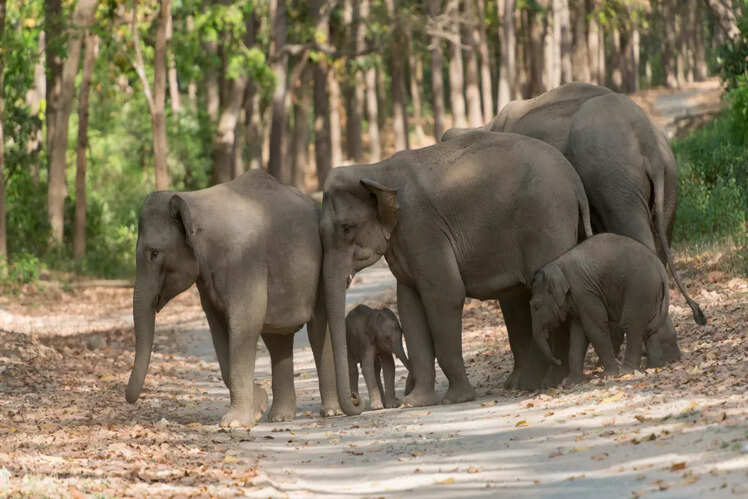 Jim Corbett National Park and Tiger Sanctuary, Uttarakhand