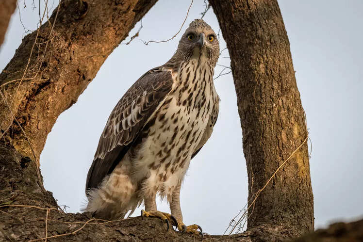 Rajaji National Park, Uttarakhand