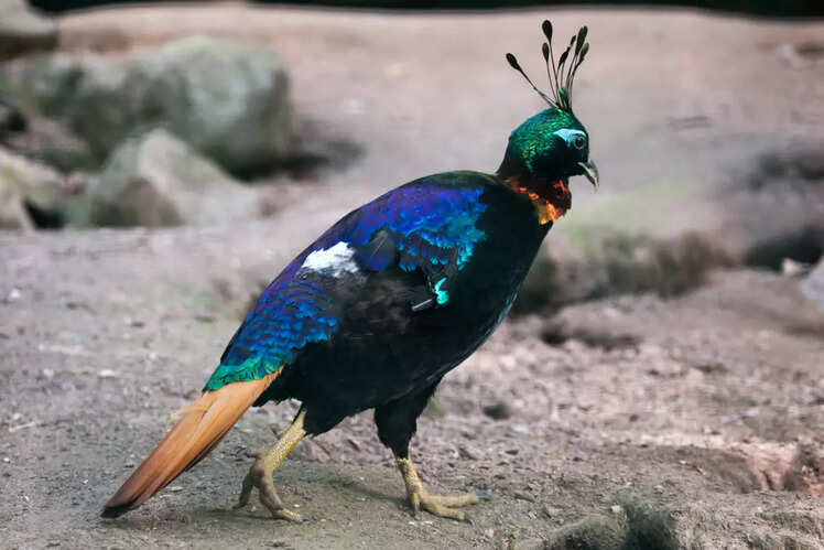 Benog Wildlife Sanctuary, Uttarakhand