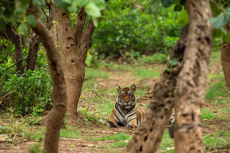 Sariska Tiger Reserve, Rajasthan