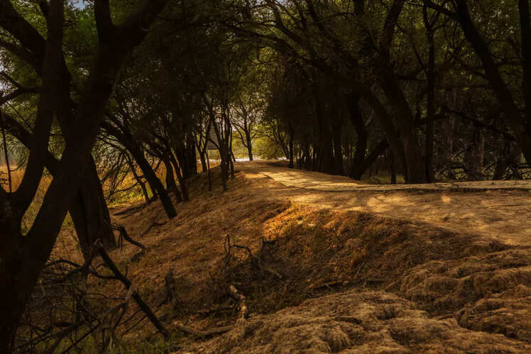 Sultanpur National Park, Haryana