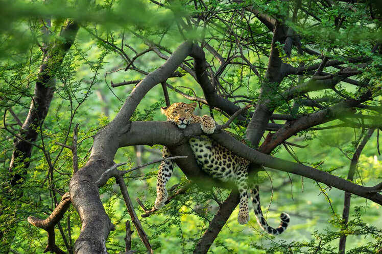 Jhalana Leopard Safari Park, Rajasthan