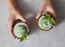 World Coconut Day 2022: Coconut dessert Stories your Insta will love!