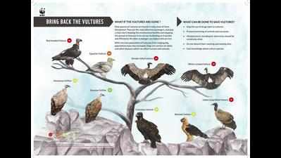 WWF launches ‘Bring back the vulture’ poster