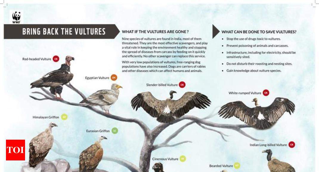 WWF launches 'Bring back the vulture' poster | Nagpur News - Times of India