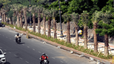 Delhi: Palm trees on roadsides a sight to behold, but greens unsure of their use, longevity