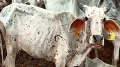 Lumpy skin disease now spreads across 11 districts in Maharashtra