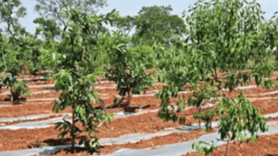 Delhi: 1,000 saplings planted in a big push for sandalwood