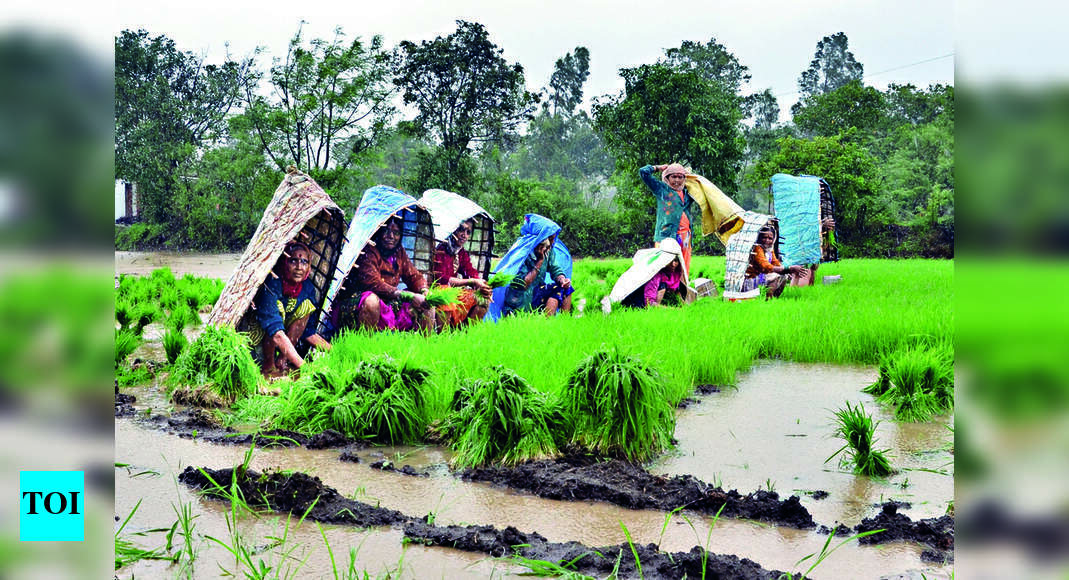 Extent Of Crop Damage In August Lesser Than July | Nashik News - Times ...