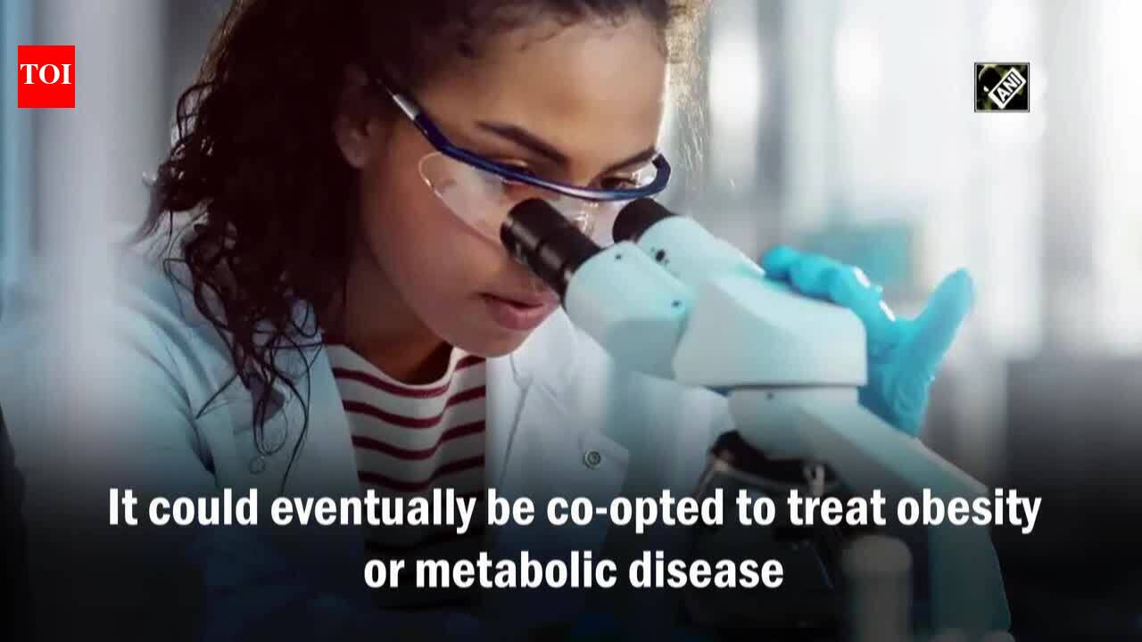 Scientists study communication between fat and brain