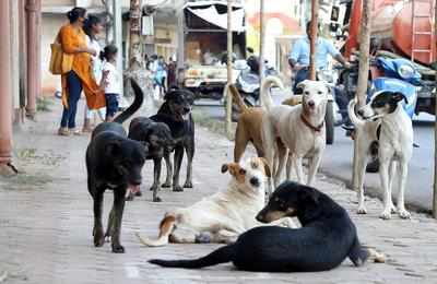 In rabies-controlled Goa, cost doubles for sterilising dogs | Goa News -  Times of India