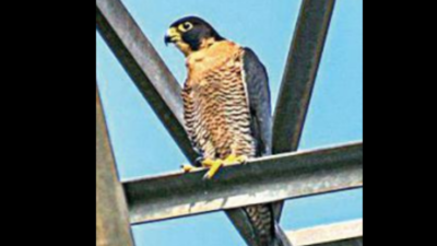 Shaheen Falcon spotted in Noida, fifth year in a row