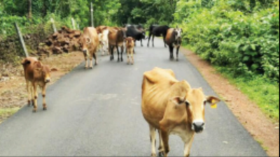 Goa: Bicholim locals complain of rise in stray cattle menace