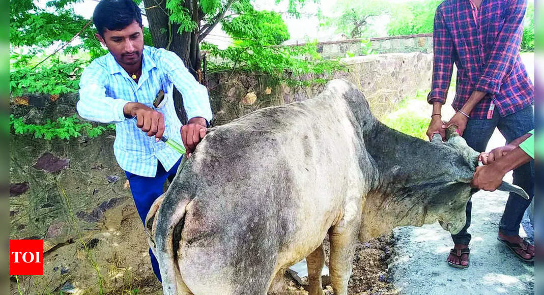 Maharashtra 22 Cattle Died Of Lumpy Skin Disease In State In One Month The Times Of India 1780