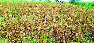Farmers in parts of M’wada worried as dry spell causes crops to wither