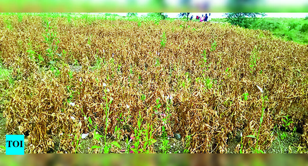 Patil: Farmers In Parts Of M’wada Worried As Dry Spell Causes Crops To ...