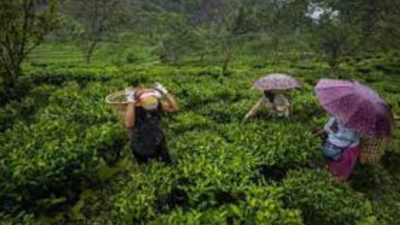 Improving lives of tea tribes focus of Dibrugarh meet
