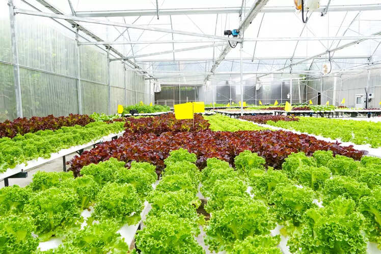 Greenhouse Tour