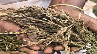 Punjab: SAD seeks Rs 20,000 per acre as relief for paddy growers