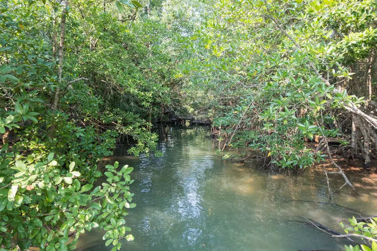 The mangrove forests of Sundarbans