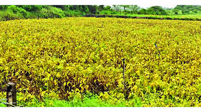 Farmers worried as yellow mosaic hits soyabean crop