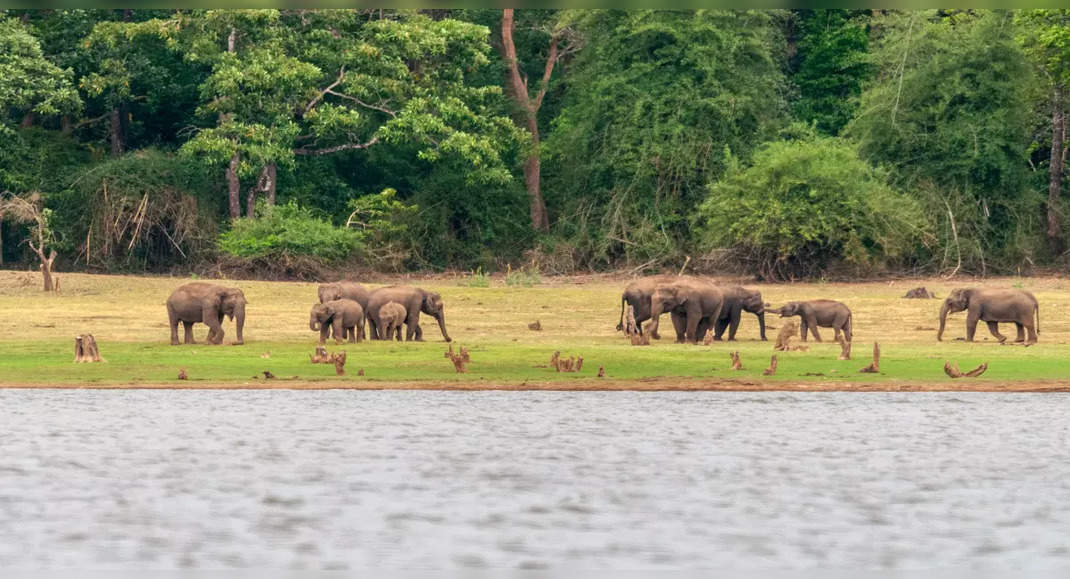 Wildlife weekend getaways near Bengaluru | Times of India Travel