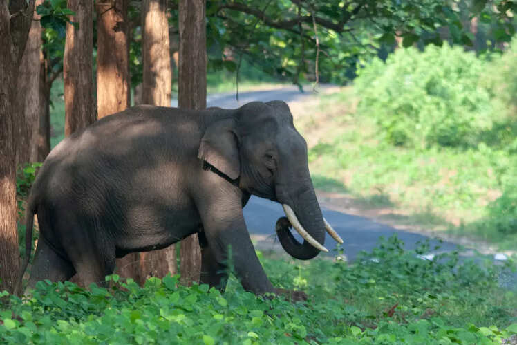 Kabini