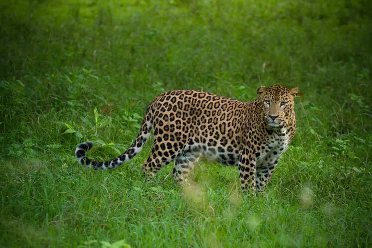 Nagarhole Tiger Reserve