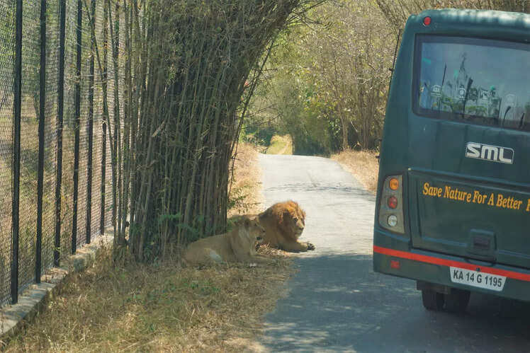 Bannerghatta National Park