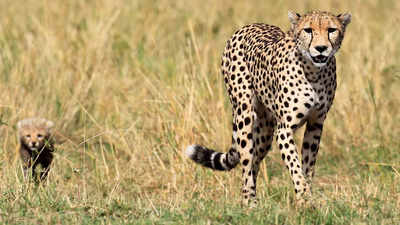 PM Modi to launch Cheetah project on his birthday on September 17